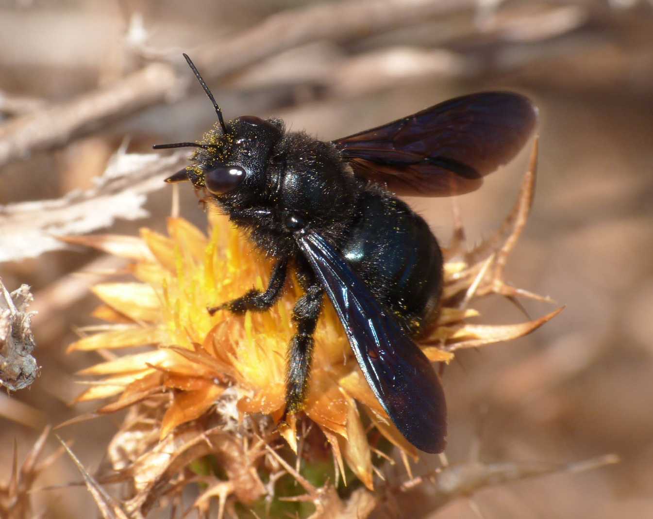 Xylocopa nana (Xylocopa iris)